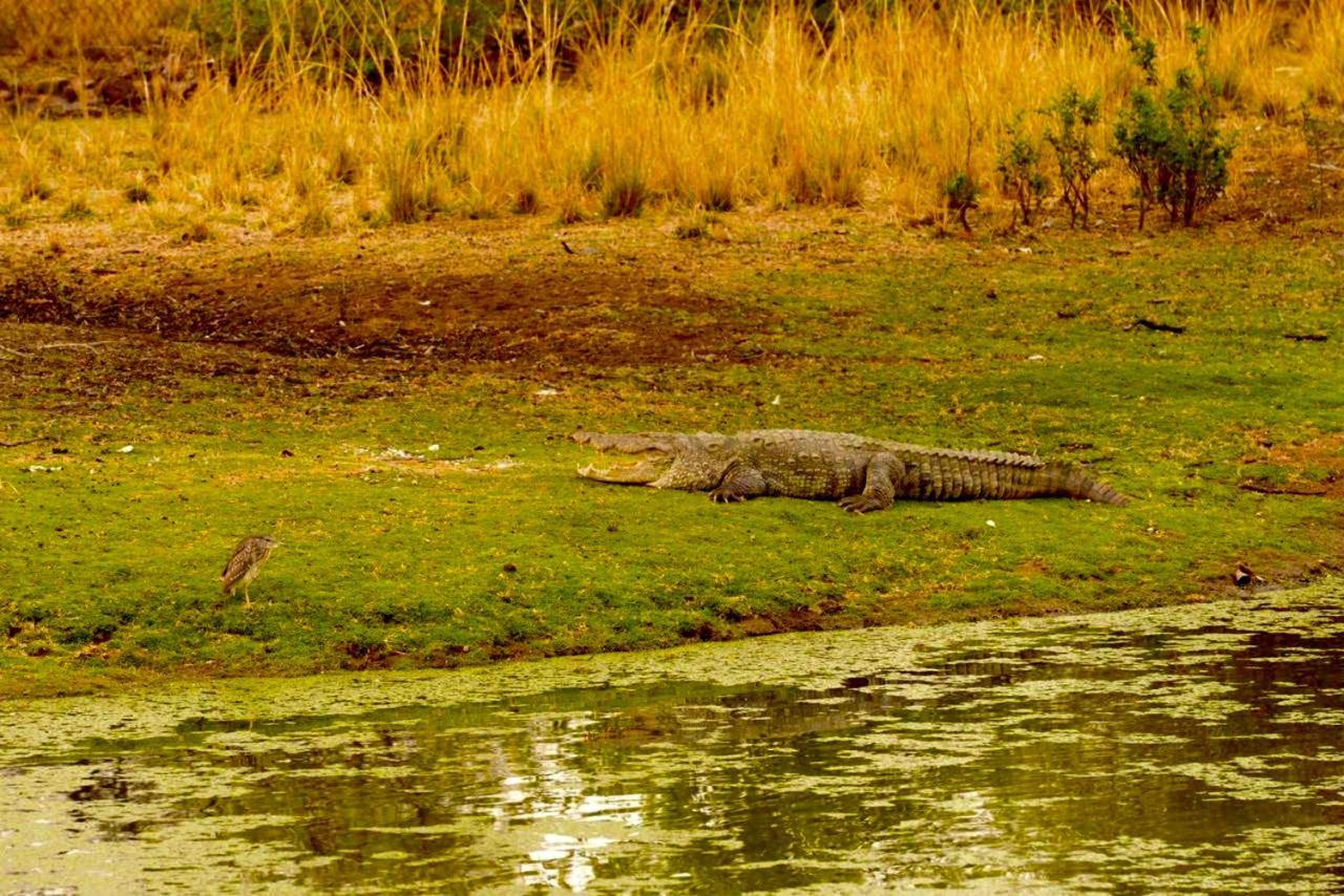 Aura Wildlife Camp And Resorts Marchula Εξωτερικό φωτογραφία