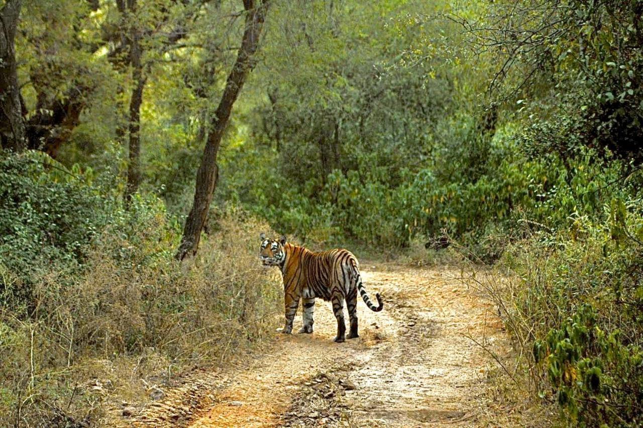 Aura Wildlife Camp And Resorts Marchula Εξωτερικό φωτογραφία